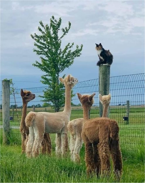 caturday leader l majorgeeks.jpg